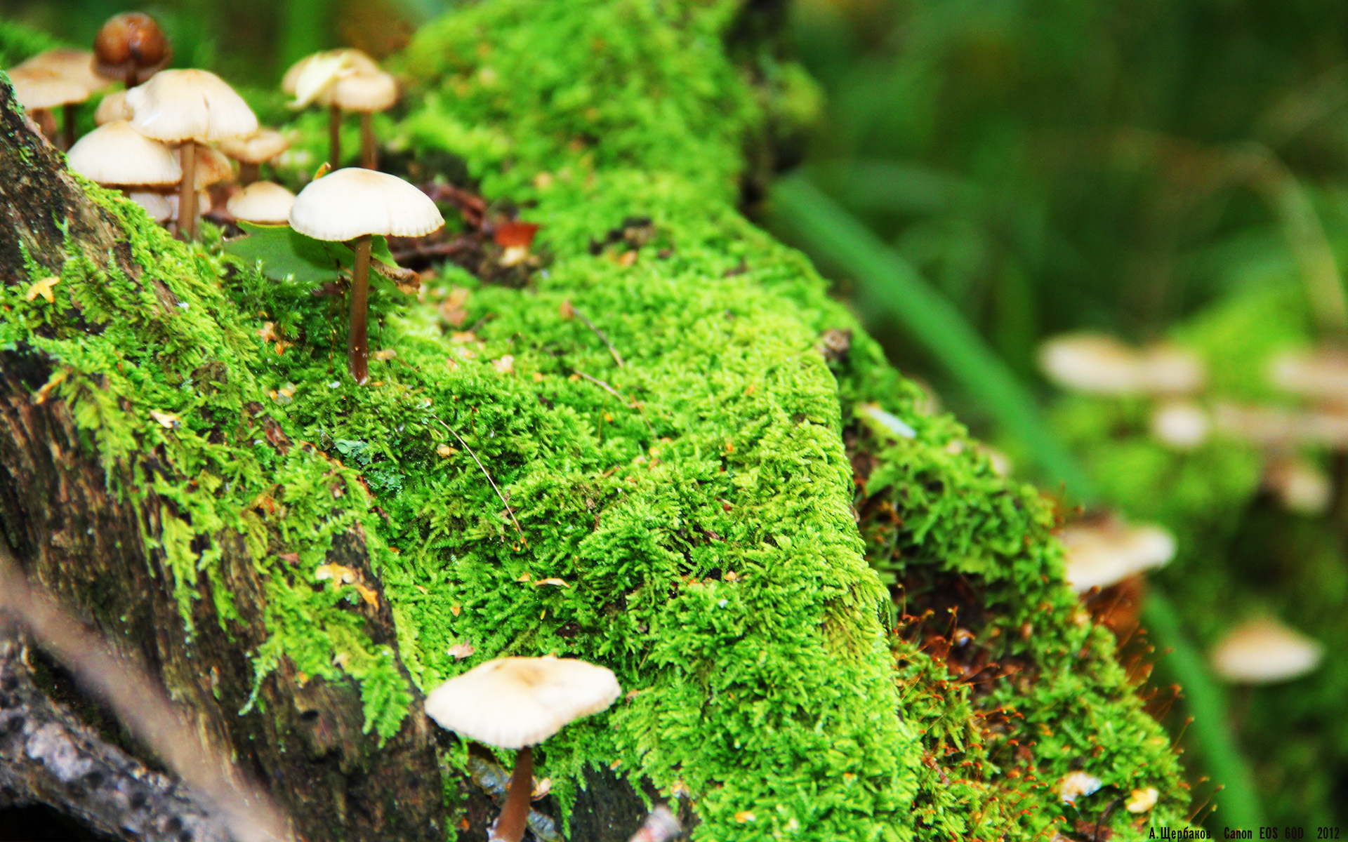 阿根廷反曲弓射手亮相2024年世界射箭锦标赛,阿根廷射箭美女