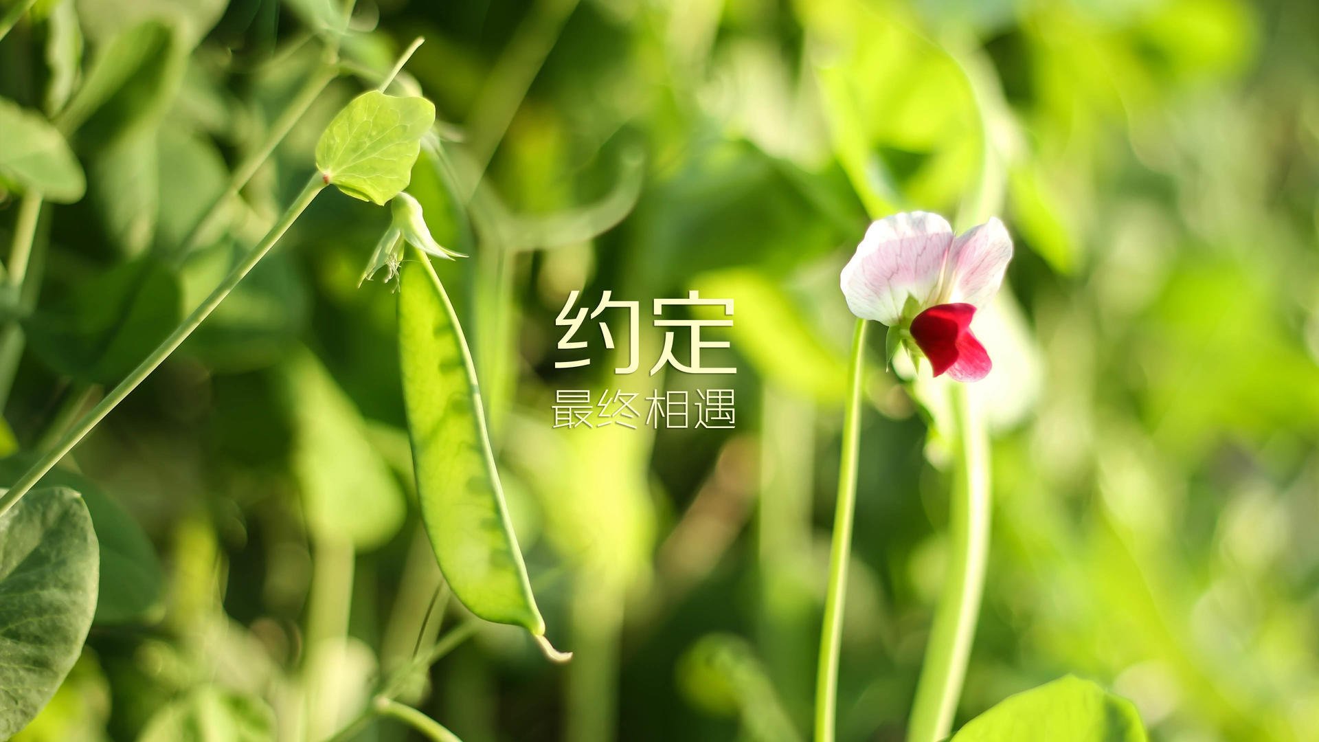 英国队在赛场上表现出色，英国队入场