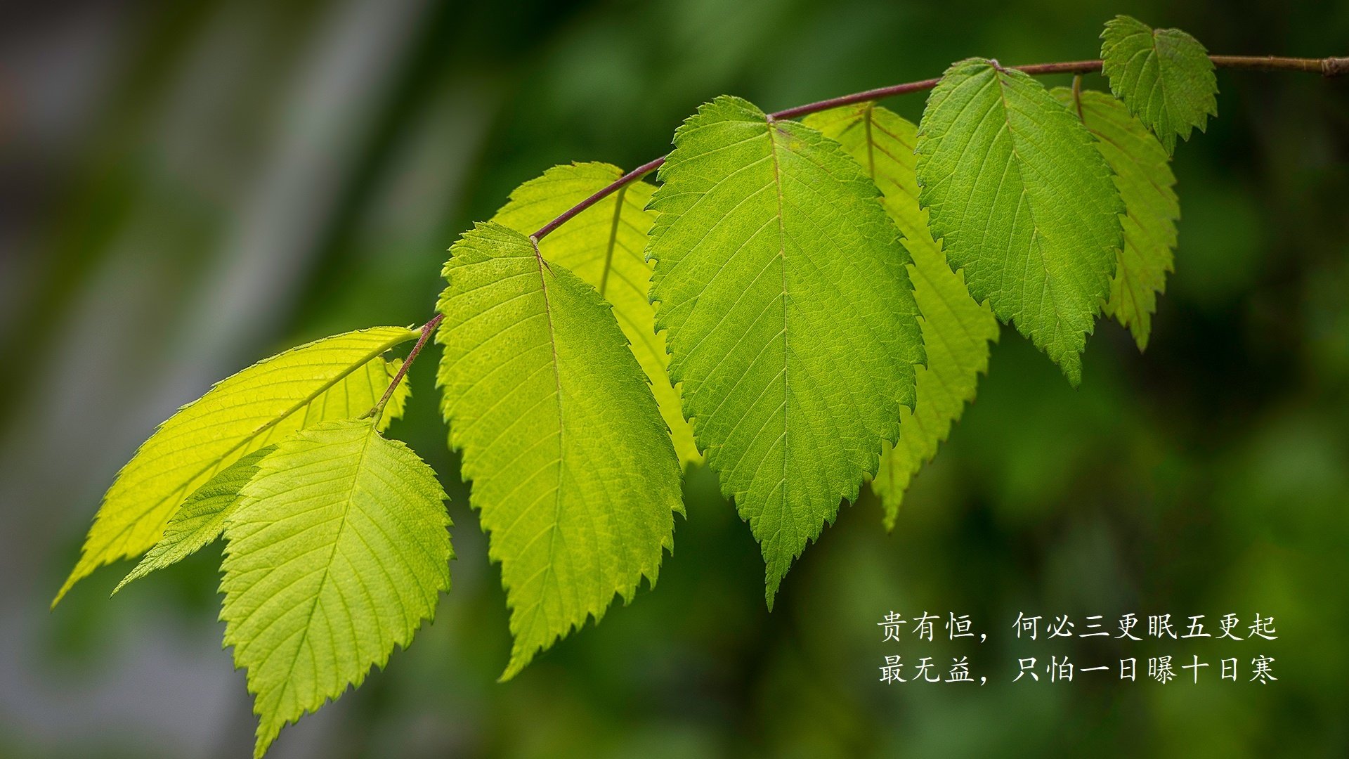 Chinese Taipei展现无畏精神，2024混合团体世界杯成功晋级，世界杯团体赛