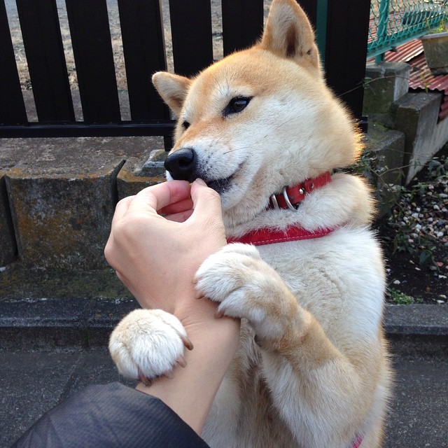 女子短自项目稳扎稳打,女子短跑训练方法