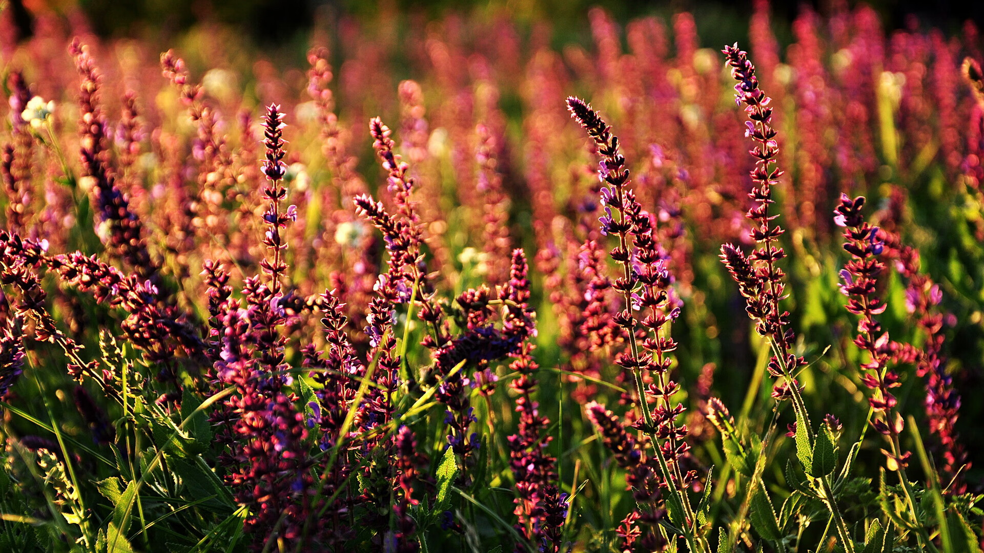 LEYU SPORTS中国官方网站-美洲杯激情燃烧：胜利的追逐不曾停歇，美洲杯视频回顾